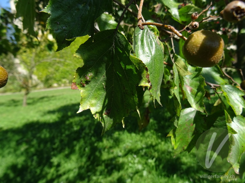 Elsbeerbaum: Blätter