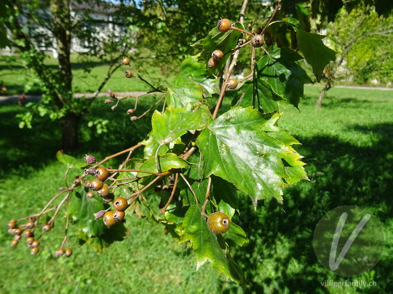 Elsbeerbaum: Blätter, Früchte