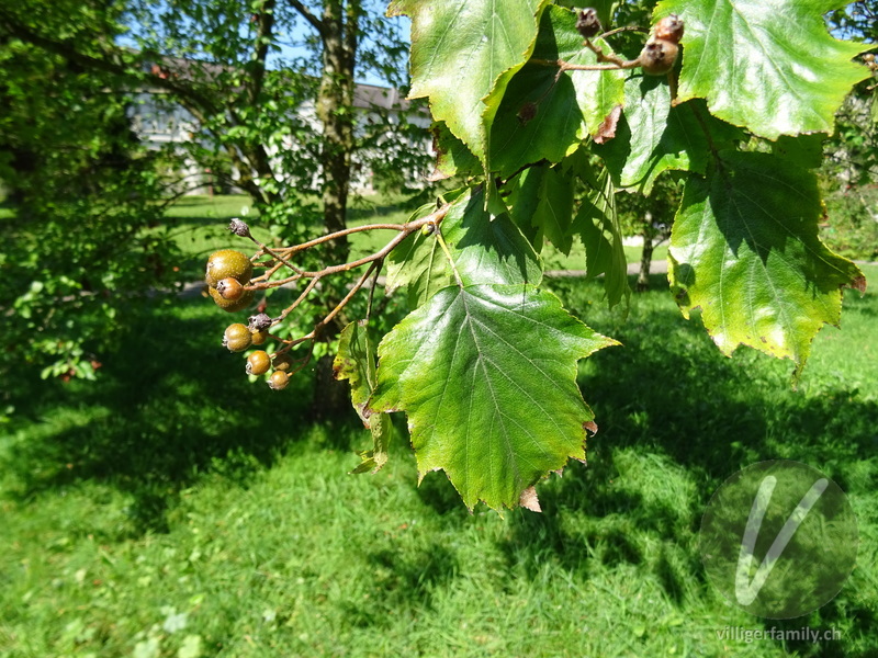 Elsbeerbaum: Blätter