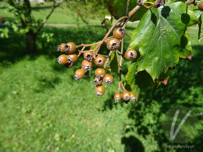 Elsbeerbaum: Früchte