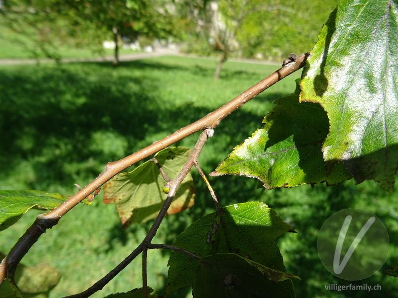 Elsbeerbaum: Stengel