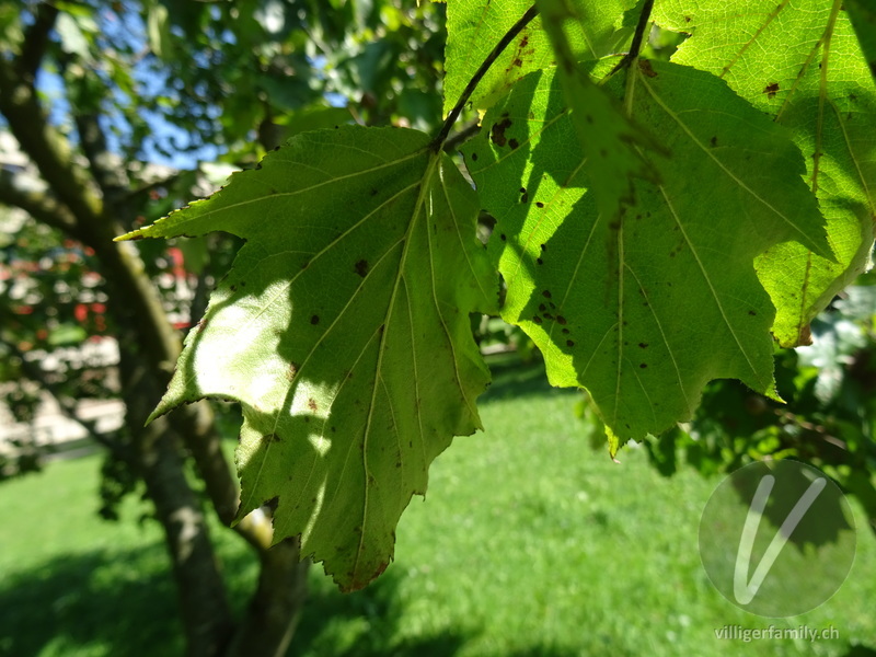 Elsbeerbaum: Blätter