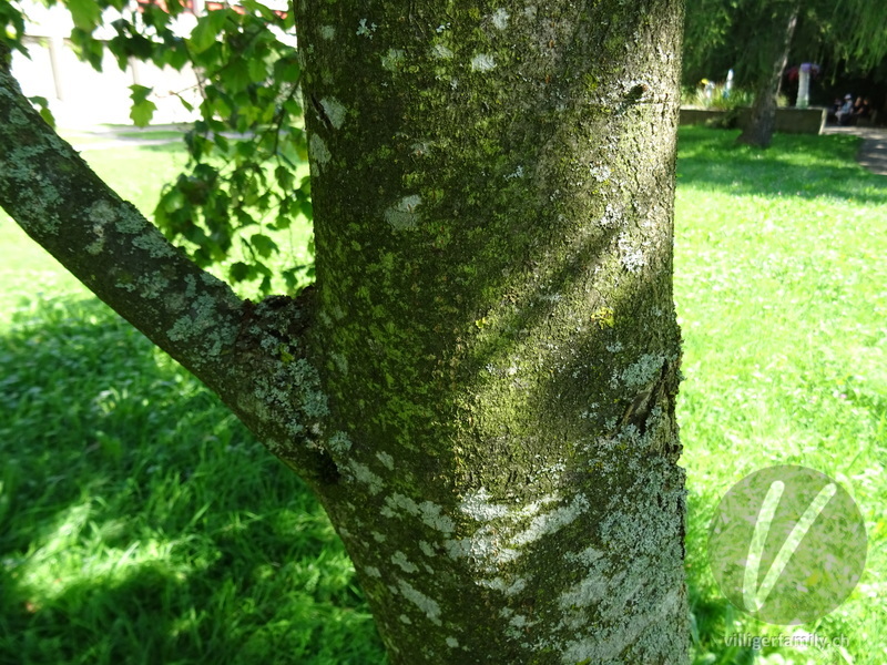 Elsbeerbaum: Stengel