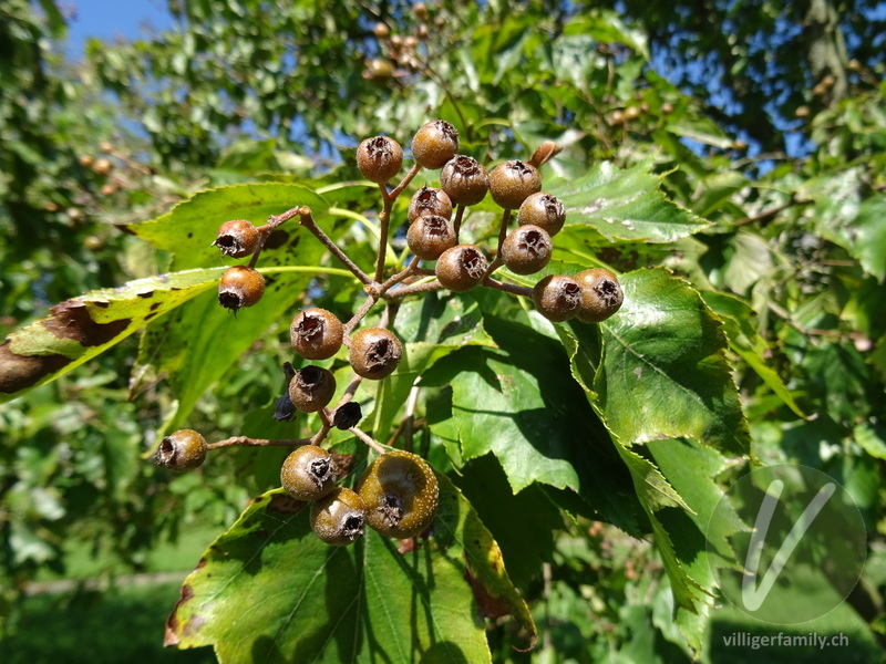 Elsbeerbaum: Früchte