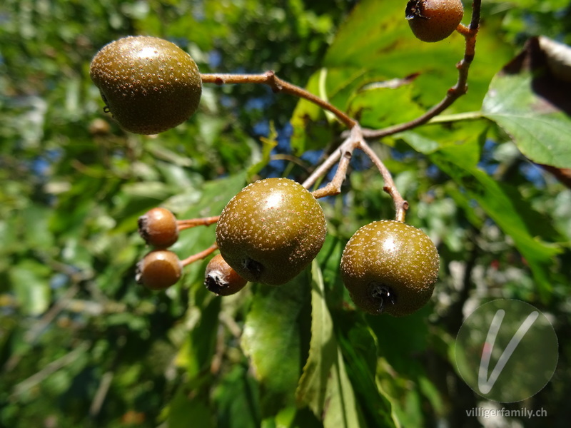 Elsbeerbaum: Früchte
