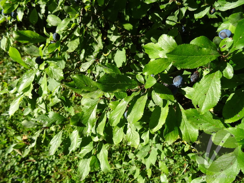 Schwarzdorn: Blätter