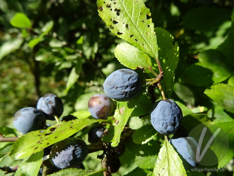 Schwarzdorn: Früchte