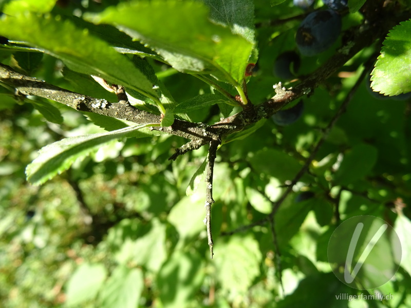 Schwarzdorn: Stengel