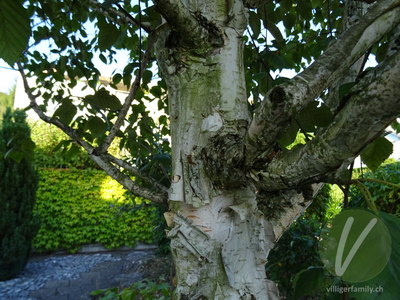 Moor-Birke: Stengel