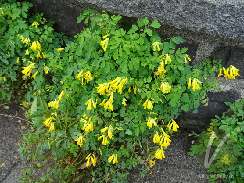 Gelber Lerchensporn: Gesamtbild, Blüten