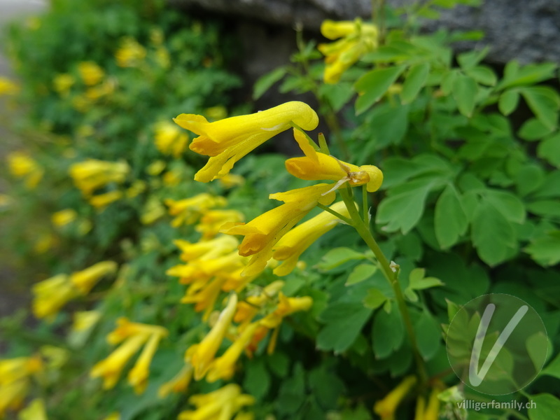 Gelber Lerchensporn: Blüten