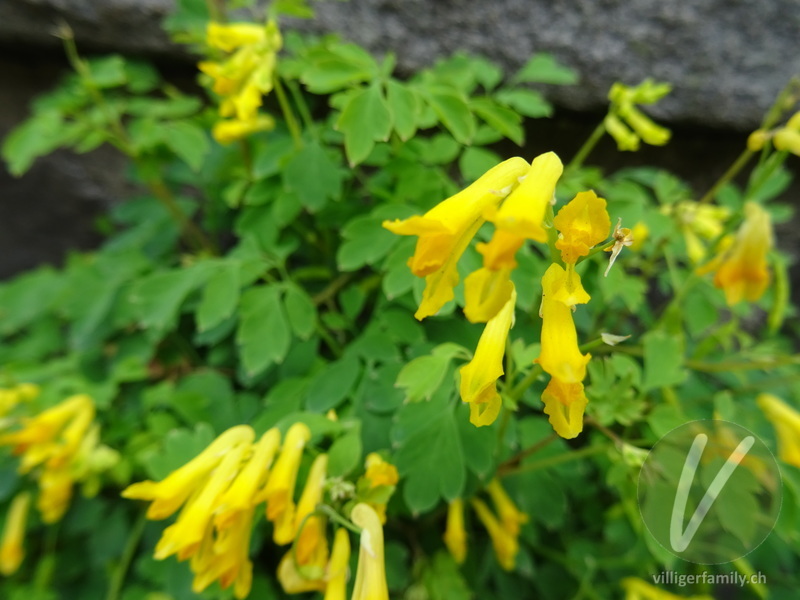Gelber Lerchensporn: Blüten