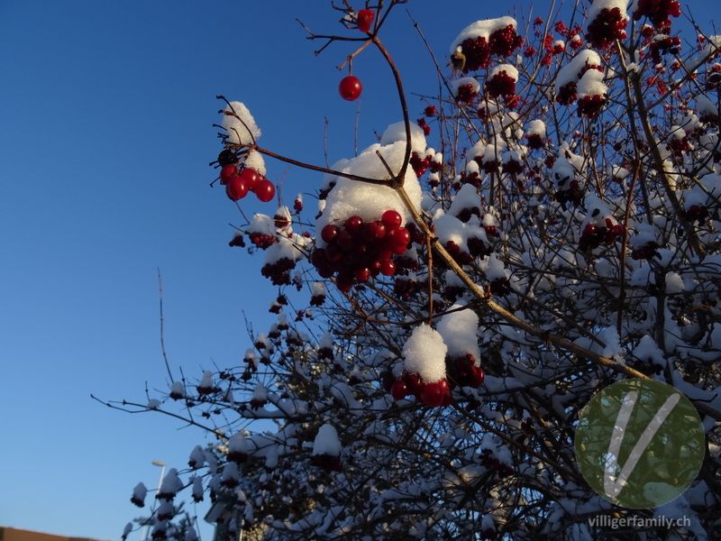 Vogelbeerbaum: 