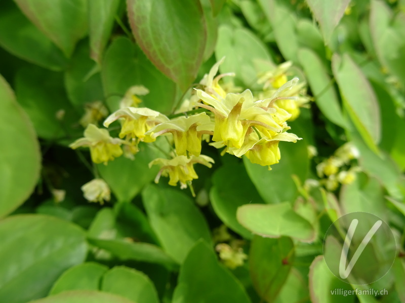Elfenblume (Epimedium x perralchicum): Blüten
