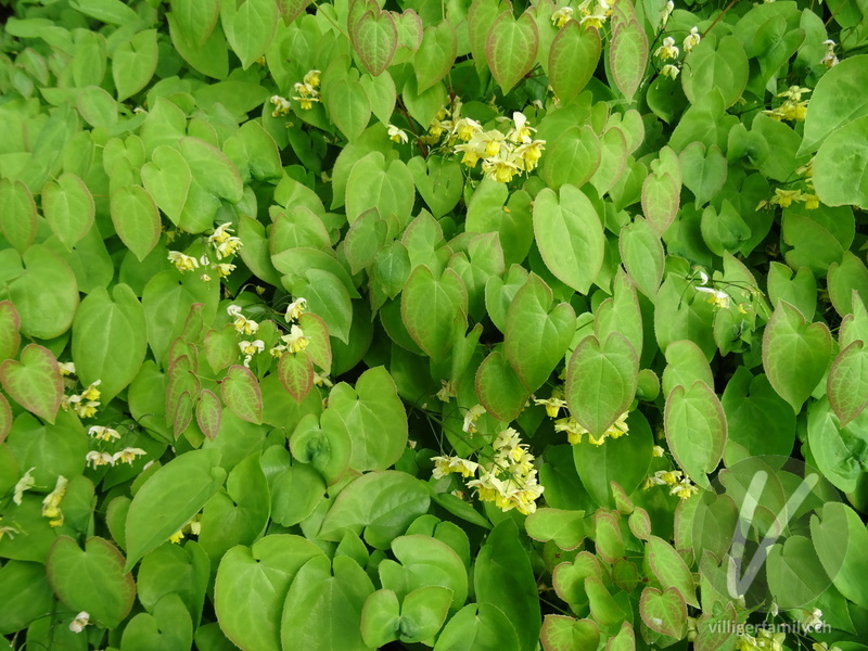 Elfenblume (Epimedium x perralchicum): Gesamtbild, Blätter
