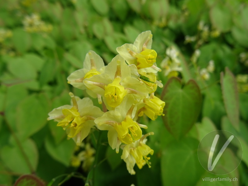 Elfenblume (Epimedium x perralchicum): Blüten