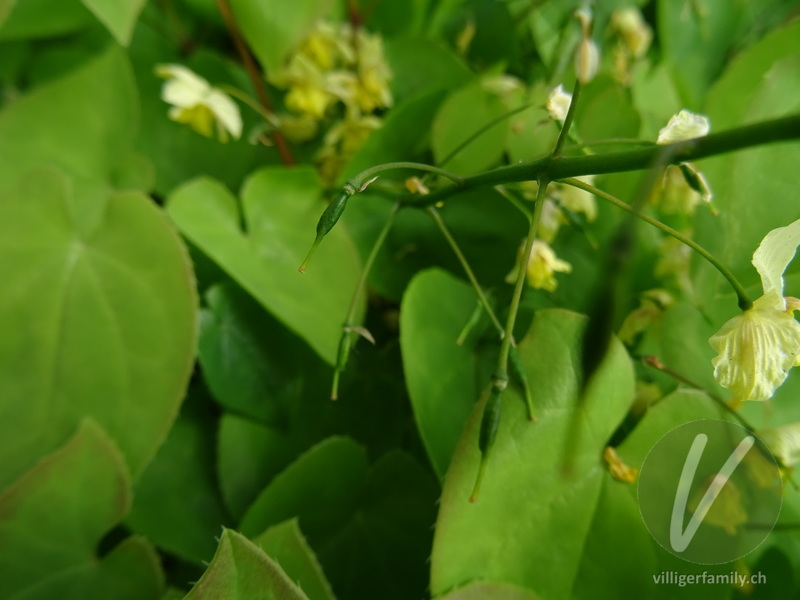 Elfenblume (Epimedium x perralchicum): Früchte