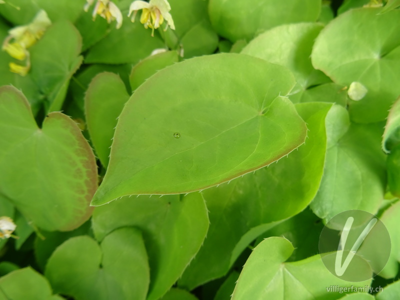Elfenblume (Epimedium x perralchicum): Blätter