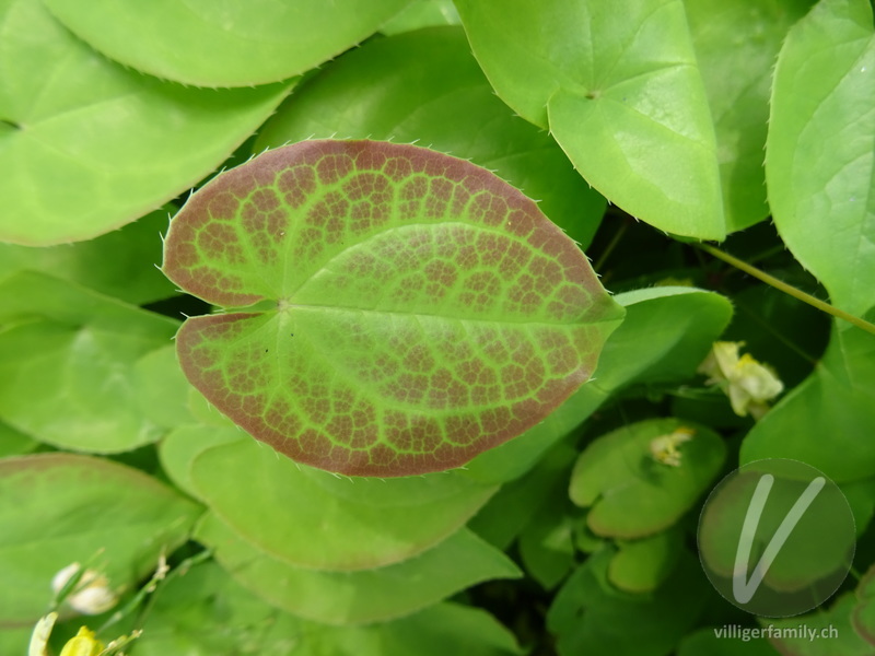Elfenblume (Epimedium x perralchicum): Blätter