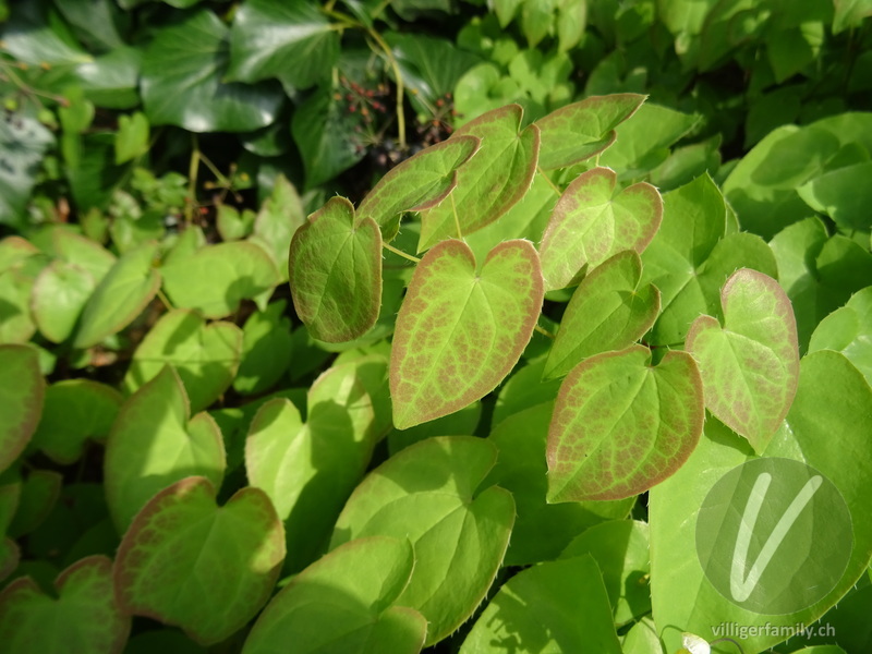 Elfenblume (Epimedium x perralchicum): Blätter