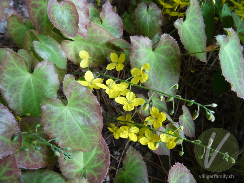 Elfenblume (Epimedium x perralchicum): Gesamtbild, Blüten