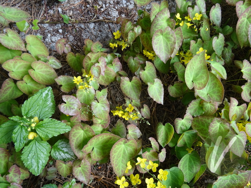 Elfenblume (Epimedium x perralchicum): Gesamtbild