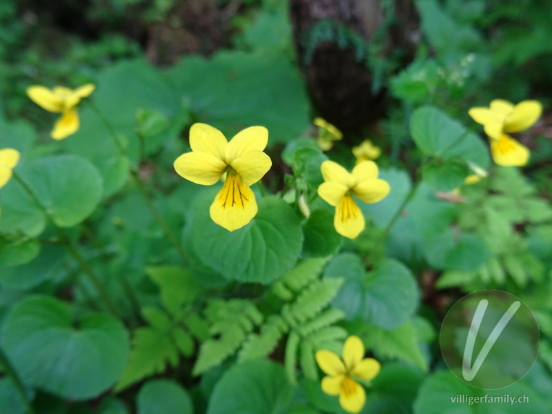 Gelbes Berg-Veilchen: Blüten