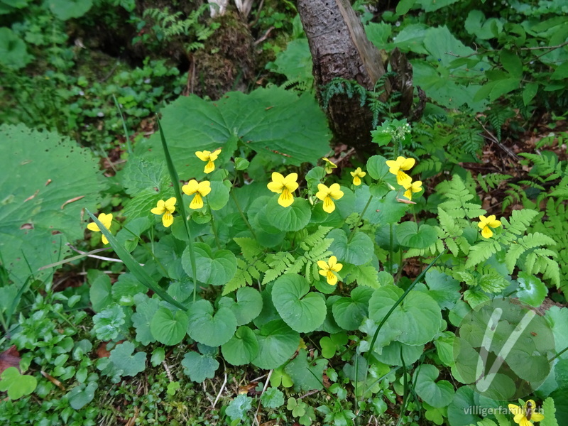 Gelbes Berg-Veilchen: Blüten, Gesamtbild