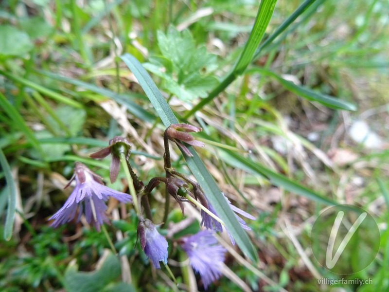 Grosses Alpenglöckchen: Früchte