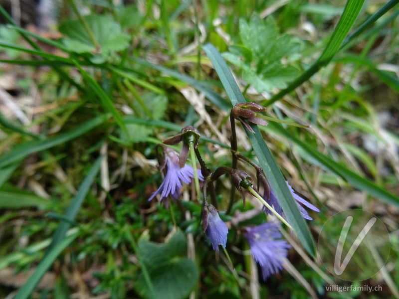 Grosses Alpenglöckchen: Früchte