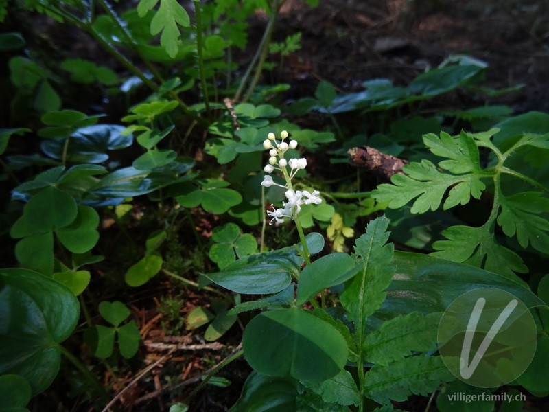 Zweiblättrige Schattenblume: Blüten