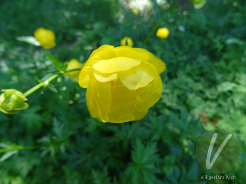 Europäische Trollblume: Blüten