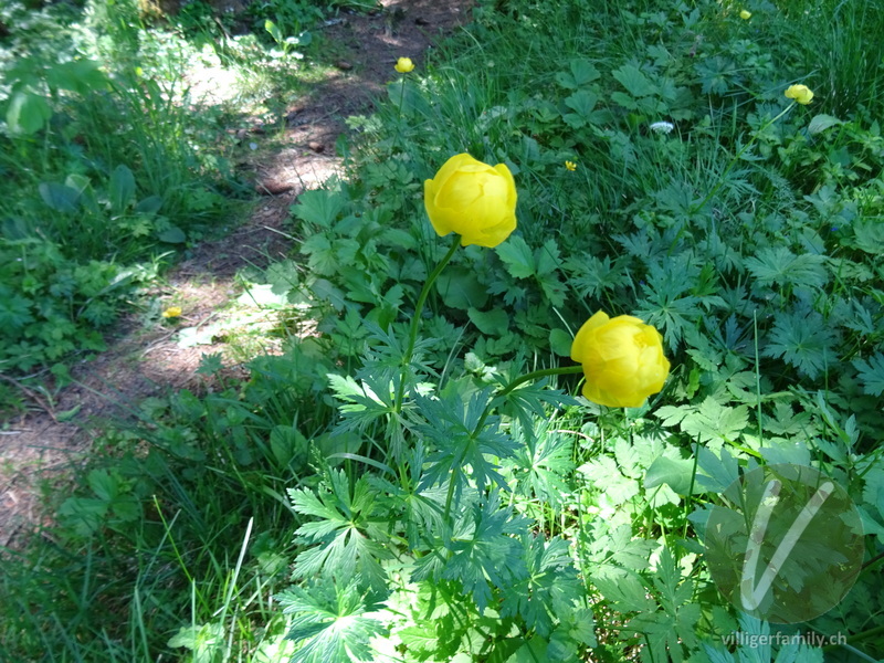 Europäische Trollblume: Gesamtbild