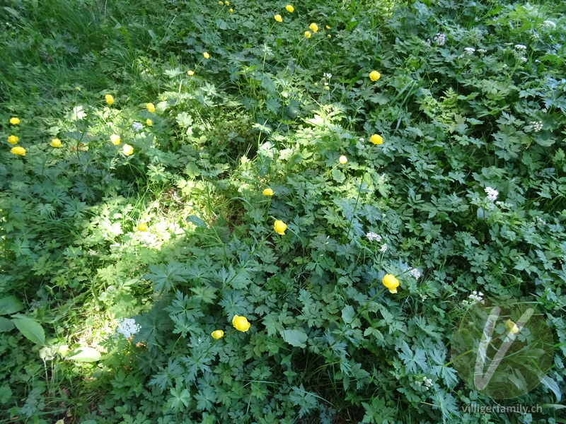 Europäische Trollblume: Gesamtbild