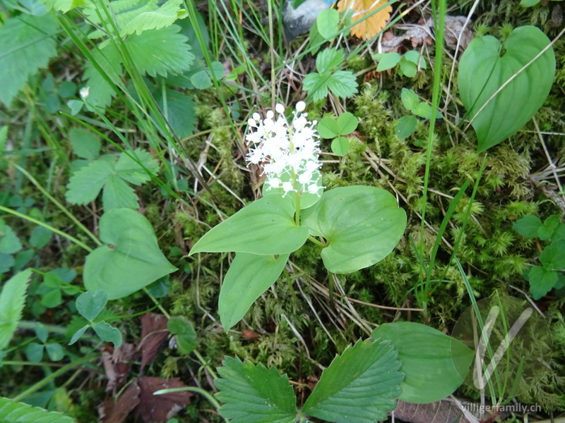 Zweiblättrige Schattenblume: Gesamtbild, Blüten