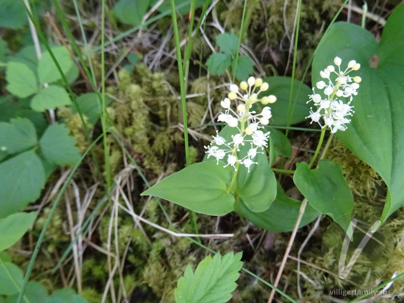 Zweiblättrige Schattenblume: Gesamtbild, Blüten