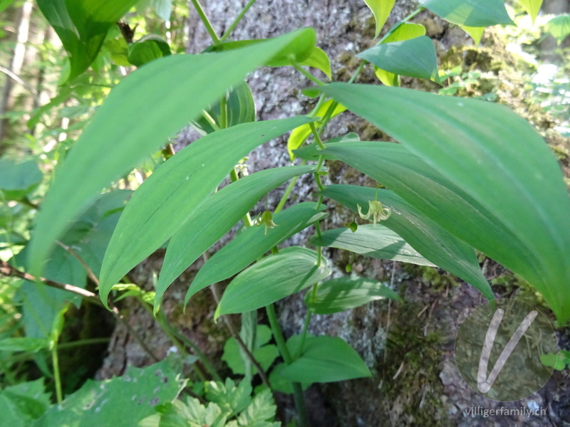 Knotenfuss: Gesamtbild, Blüten