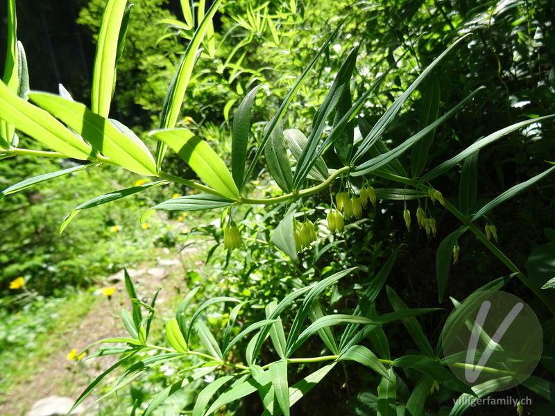 Quirlblättriges Salomonssiegel: Gesamtbild, Blüten