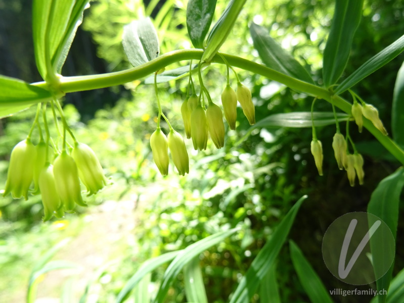 Quirlblättriges Salomonssiegel: Blüten