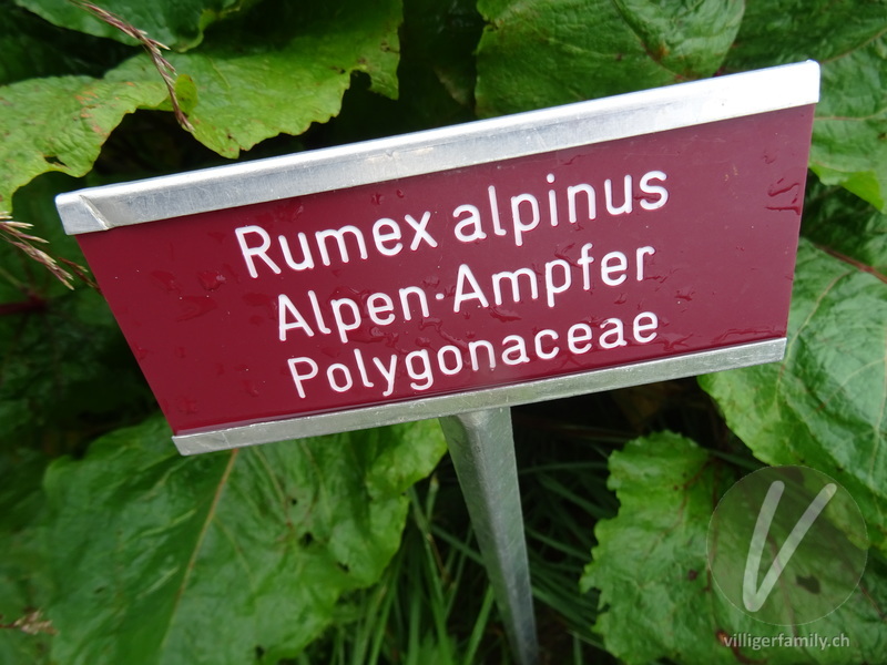Alpen-Ampfer: Namensschild