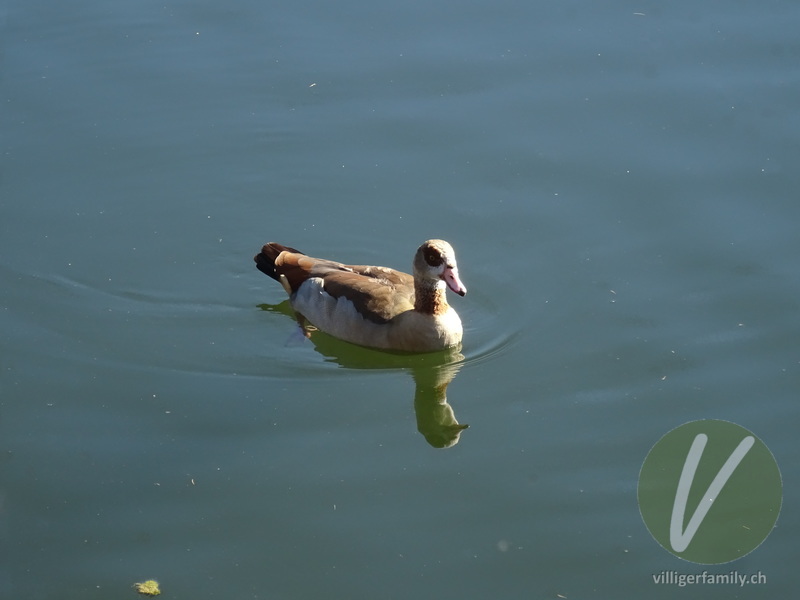 Nilgans: 
