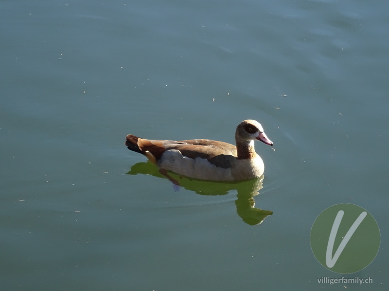 Nilgans: 