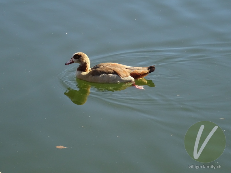 Nilgans: 