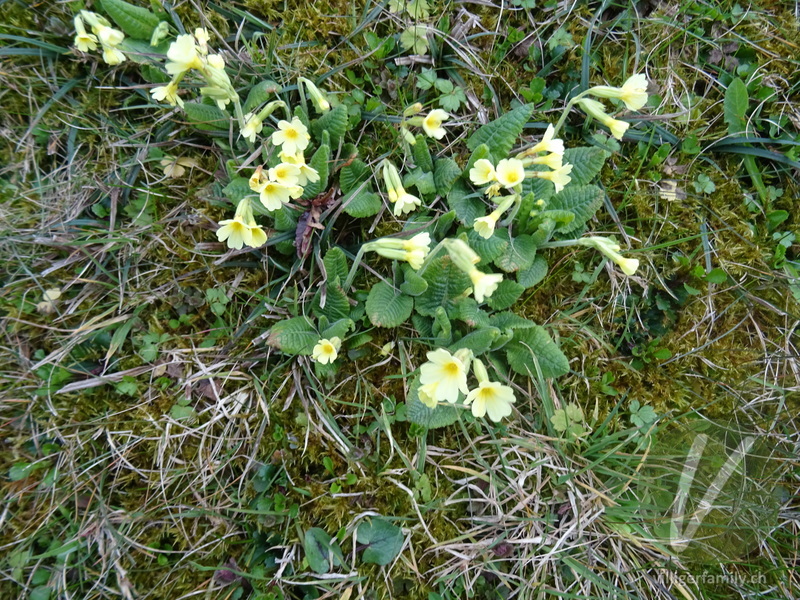 Wald-Schlüsselblume: Gesamtbild