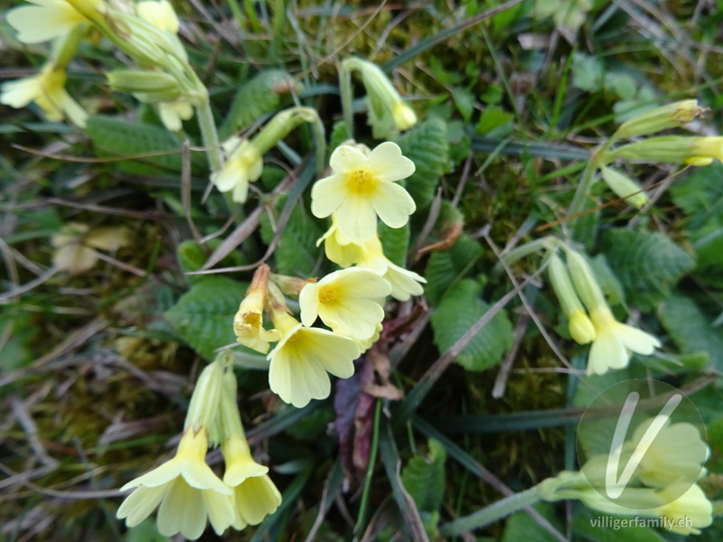 Wald-Schlüsselblume: Blüten