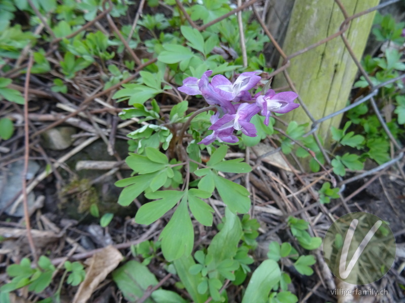 Hohlknolliger Lerchensporn: Blüten
