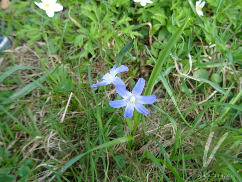 Schneestolz: Blüten