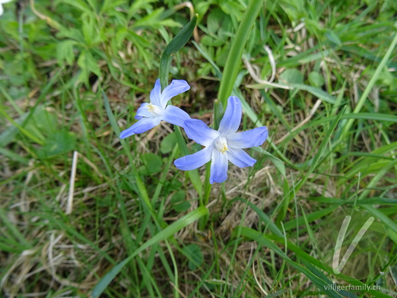 Schneestolz: Blüten