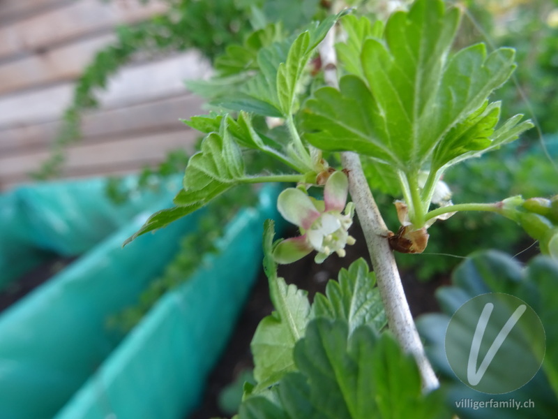 Stachelbeere: Blüten