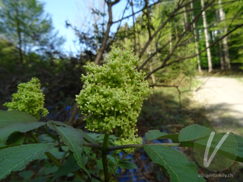 Roter Holunder: Blüten